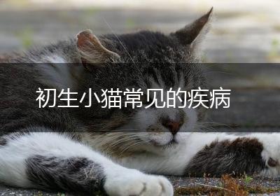 初生小猫常见的疾病