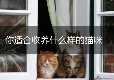 你适合收养什么样的猫咪