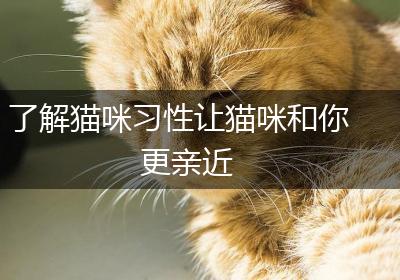 了解猫咪习性让猫咪和你更亲近