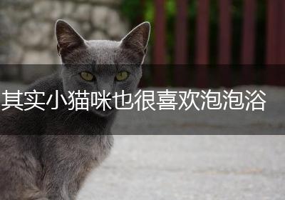 其实小猫咪也很喜欢泡泡浴