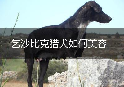 乞沙比克猎犬如何美容