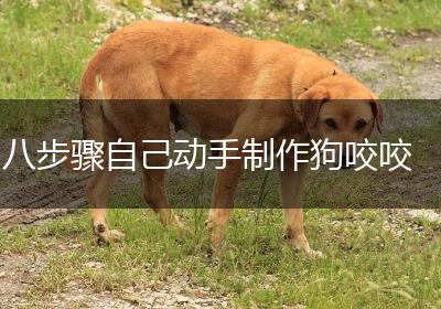八步骤自己动手制作狗咬咬