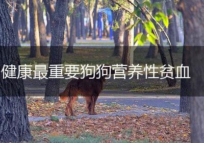 健康最重要狗狗营养性贫血