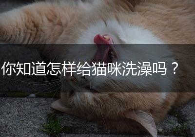 你知道怎样给猫咪洗澡吗？