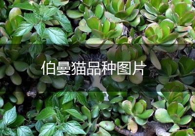 伯曼猫品种图片