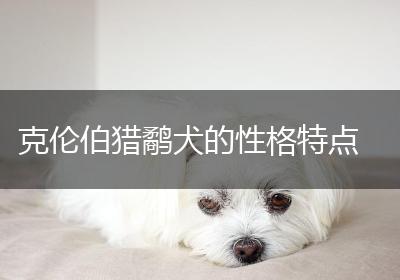 克伦伯猎鹬犬的性格特点