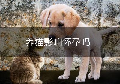 养猫影响怀孕吗