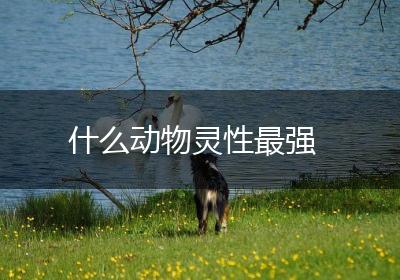 什么动物灵性最强