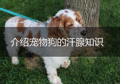 介绍宠物狗的汗腺知识