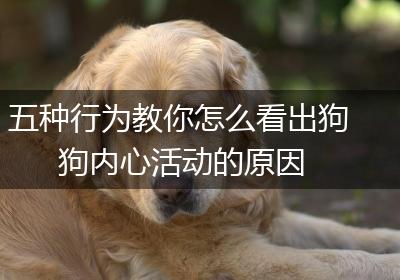 五种行为教你怎么看出狗狗内心活动的原因