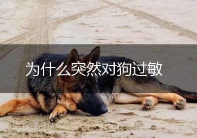 为什么突然对狗过敏