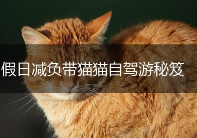 假日减负带猫猫自驾游秘笈