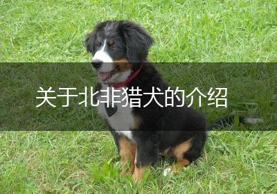 关于北非猎犬的介绍