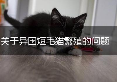 关于异国短毛猫繁殖的问题