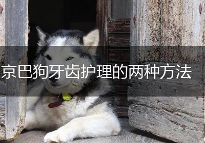京巴狗牙齿护理的两种方法
