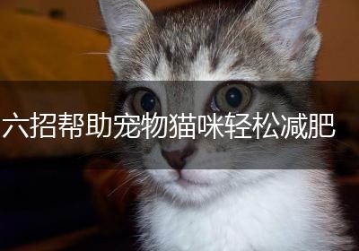 六招帮助宠物猫咪轻松减肥