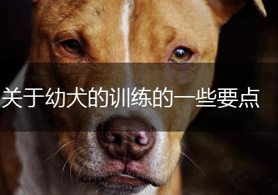 关于幼犬的训练的一些要点