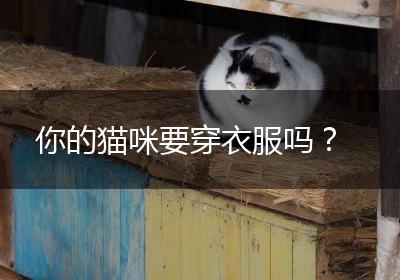 你的猫咪要穿衣服吗？