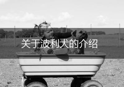 关于波利犬的介绍