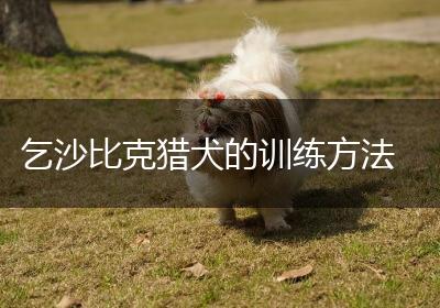 乞沙比克猎犬的训练方法