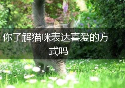 你了解猫咪表达喜爱的方式吗