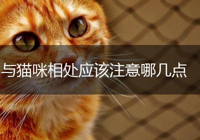 与猫咪相处应该注意哪几点