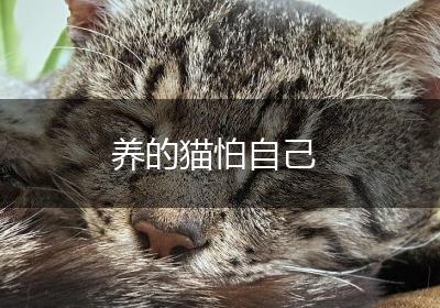 养的猫怕自己