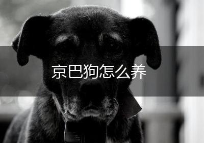 京巴狗怎么养