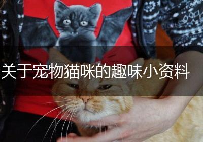 关于宠物猫咪的趣味小资料