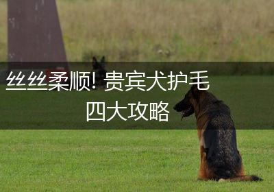 丝丝柔顺! 贵宾犬护毛四大攻略