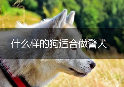 什么样的狗适合做警犬