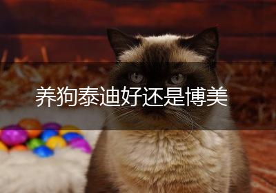 养狗泰迪好还是博美