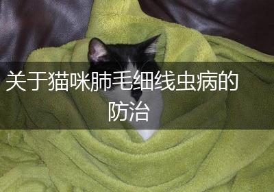 关于猫咪肺毛细线虫病的防治