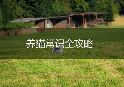 养猫常识全攻略