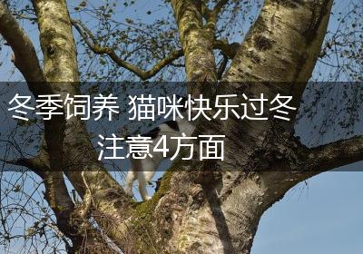 冬季饲养 猫咪快乐过冬注意4方面