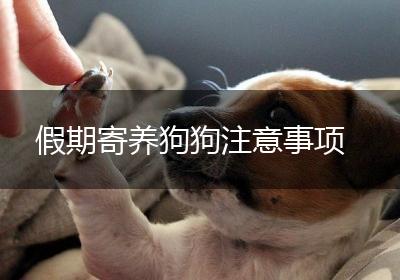 假期寄养狗狗注意事项