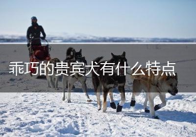 乖巧的贵宾犬有什么特点
