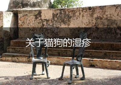 关于猫狗的湿疹