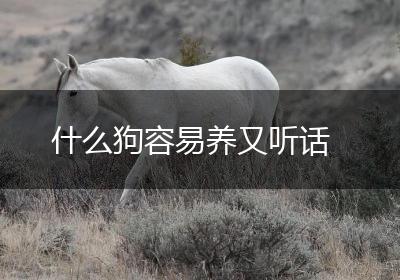 什么狗容易养又听话