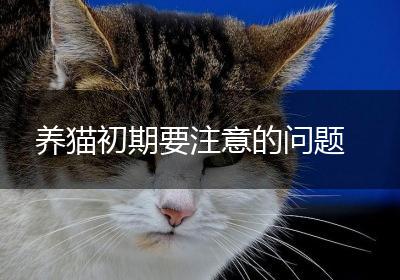 养猫初期要注意的问题