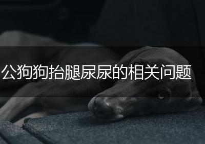 公狗狗抬腿尿尿的相关问题