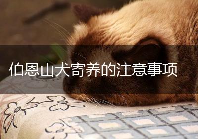 伯恩山犬寄养的注意事项