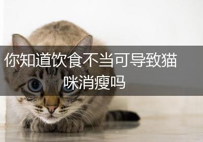 你知道饮食不当可导致猫咪消瘦吗