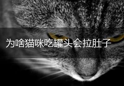 为啥猫咪吃罐头会拉肚子