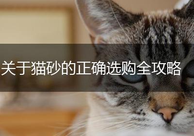 关于猫砂的正确选购全攻略