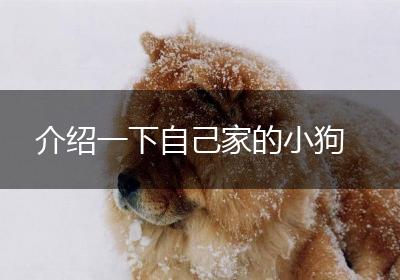 介绍一下自己家的小狗