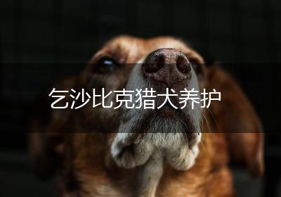 乞沙比克猎犬养护