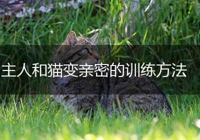 主人和猫变亲密的训练方法