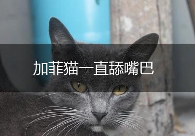 加菲猫一直舔嘴巴