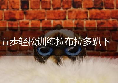 五步轻松训练拉布拉多趴下